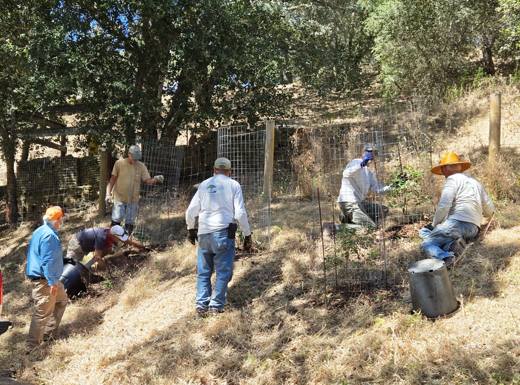 Volunteers tending to the oak saplings after weed-whipping